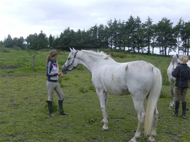 Anden særlig race siox - helle og siox billede 16