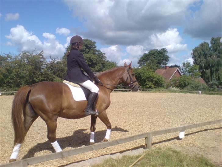 Dansk Varmblod Cherri *R.I.P* billede 6