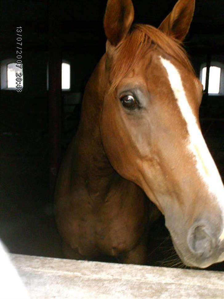 Dansk Varmblod Cherri *R.I.P* billede 7