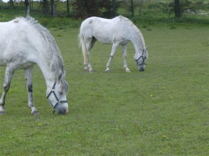 Anden særlig race siox - milky og siox billede 17