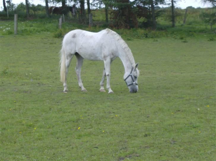 Anden særlig race siox - siox igen billede 18