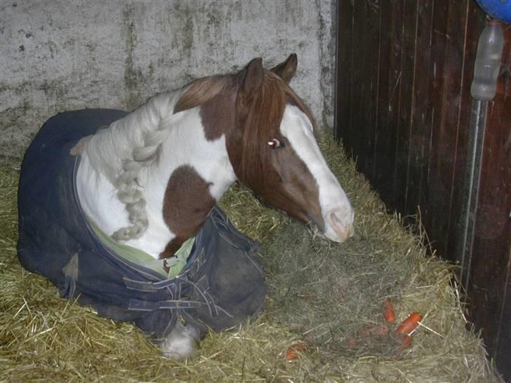 Welsh Partbred (Sec F) Kilmay Prince Pantani  - Halløjsa mussen :) billede 19