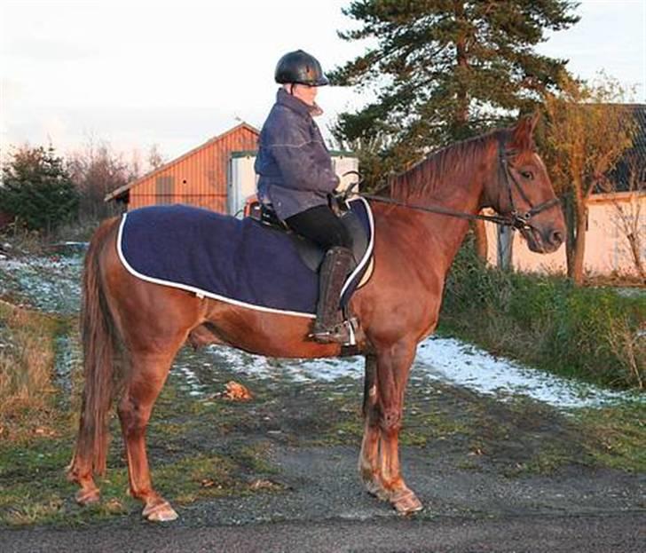 Hannoveraner Gaston - Ud og ride tur, en af de eneste gange jeg har fået lokket min mand til at fotografere billede 15