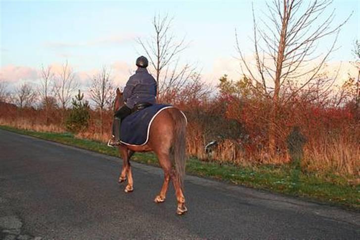 Hannoveraner Gaston - Når enden er god ;-) billede 16