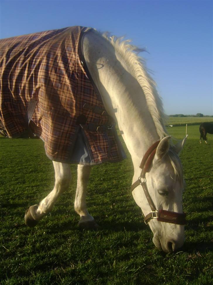 Anden særlig race Kinggårdens Duchess - Flotte pony :-) billede 9