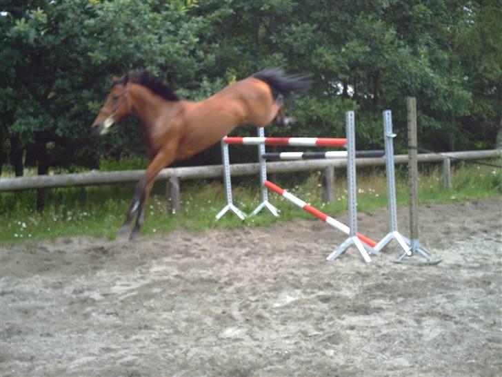 New Forest Pretty Woman solgt )': - hun flyver bare over :p billede 6