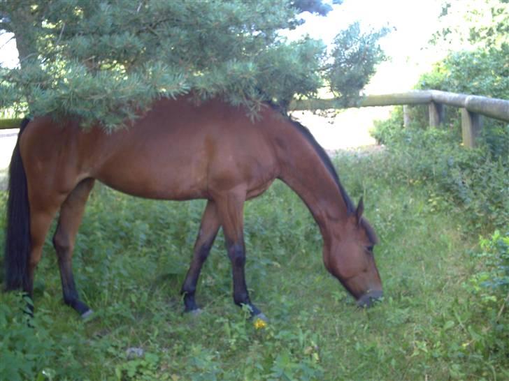 New Forest Pretty Woman solgt )': - Pretty på fold (:<3 billede 7