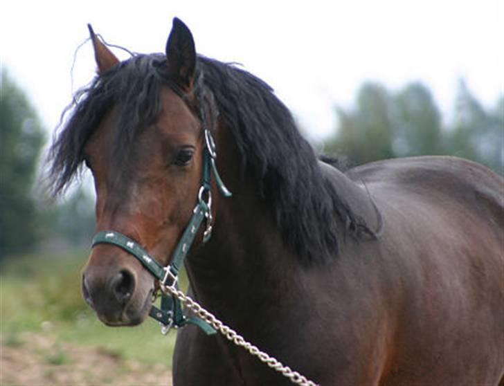 Connemara Hedehusets Bencorr - Pony <3 billede 3