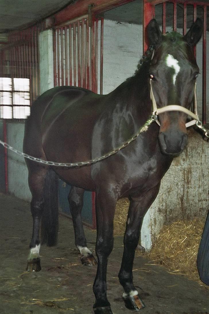 Trakehner Åkildens Verona *RIP - Flettet op til stævne billede 5