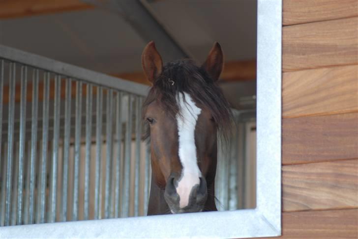 DSP Vasehøjs Kashi *A-Pony* - med det sejeste hår! billede 11