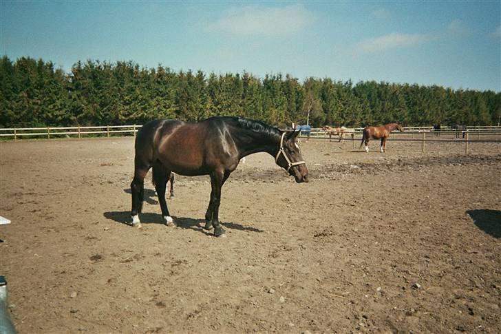 Trakehner Åkildens Verona *RIP - Deeeeeejlig sol :-) billede 6