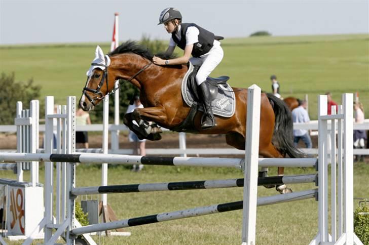 New Forest Orchid`s Jasper  - her ses vi i en MA i silkeborg.... billede 2