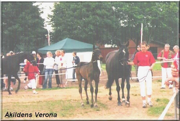 Trakehner Åkildens Verona *RIP - Til kåring med følle. billede 7