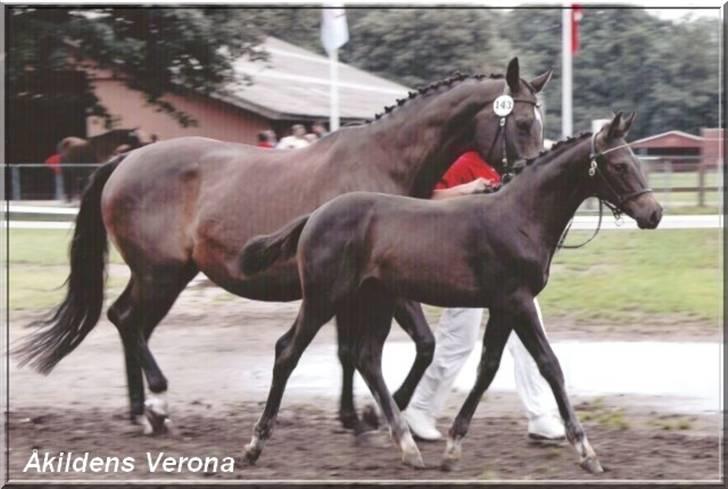 Trakehner Åkildens Verona *RIP - Følle og Verona til kåring. billede 8