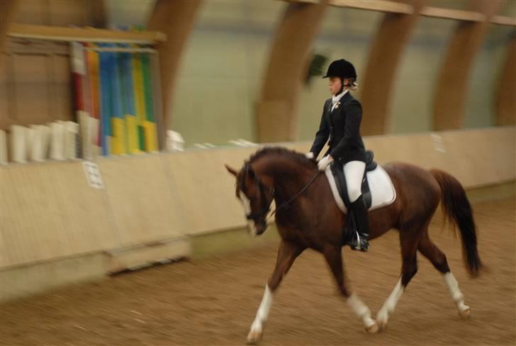 DSP Vasehøjs Kashi *A-Pony* - MSR (4 år) billede 17