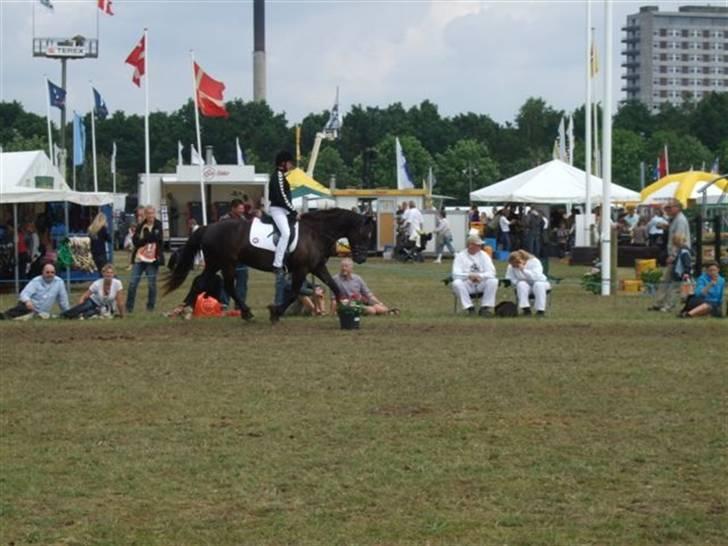 Welsh Cob (sec D) De Busies Black Bess - Bess i en fri trav til hesteshow på dyrskuet i Odense 2007 billede 9