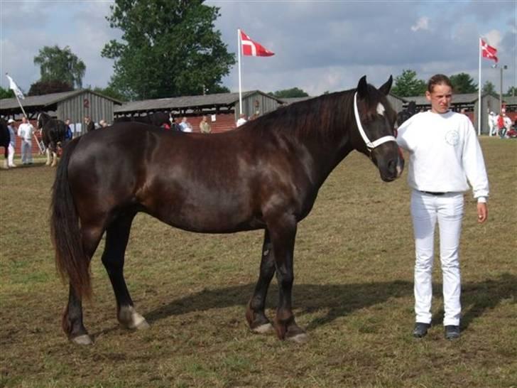 Welsh Cob (sec D) De Busies Black Bess - Vi venter på karakteristik på dyrskuet i Odense 2007 billede 10