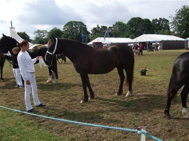 Welsh Cob (sec D) De Busies Black Bess - Vi venter lidt mere... billede 11