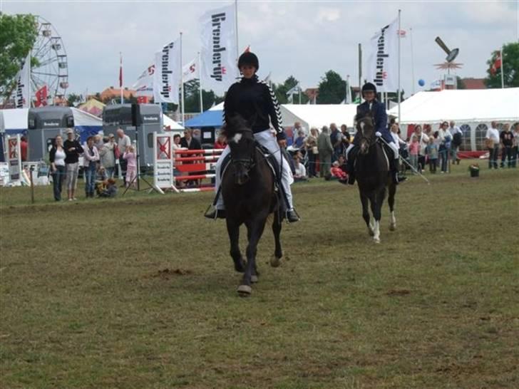 Welsh Cob (sec D) De Busies Black Bess - Mere hesteshow billede 12