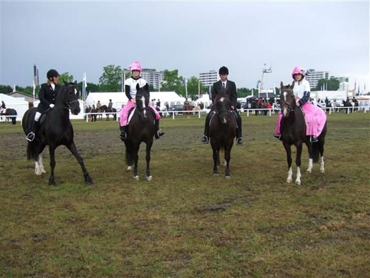 Welsh Cob (sec D) De Busies Black Bess - De fire welshponyer der var med i hestegallaen. Bess står nr.3 fra venstre. dyrskue i Odense 2007 billede 13