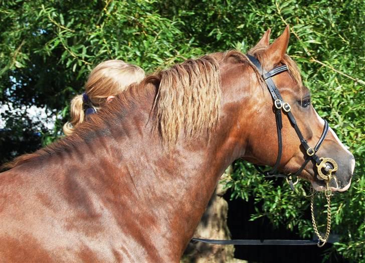 Welsh Pony af Cob-type (sec C) Maylie Selwyn kåret Hings billede 1