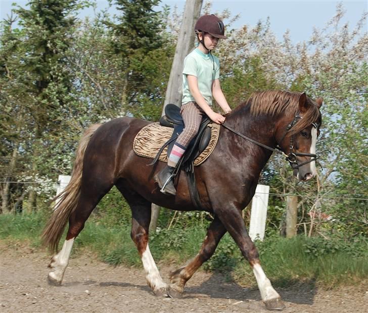 Welsh Pony af Cob-type (sec C) Maylie Selwyn kåret Hings billede 2