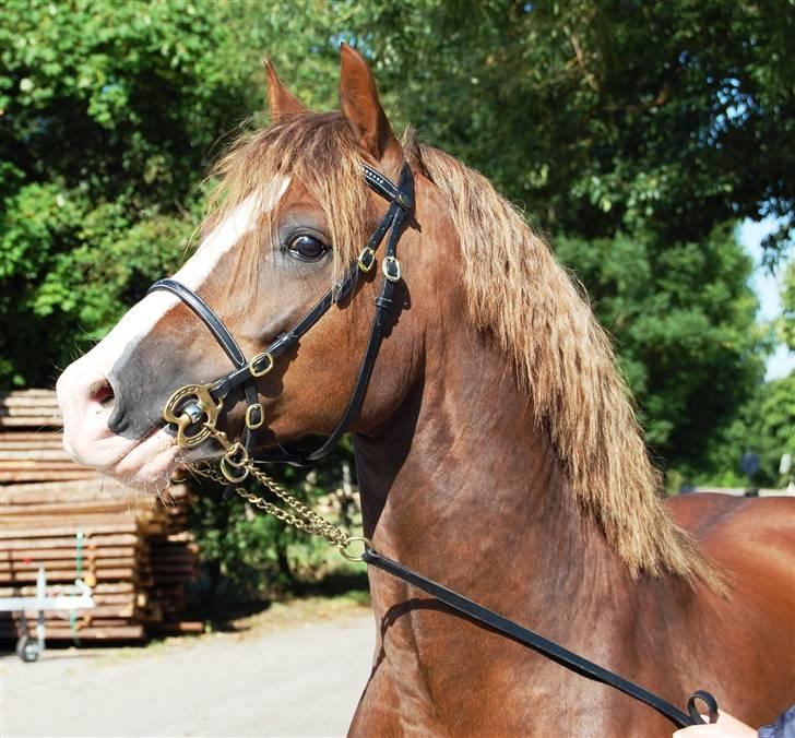 Welsh Pony af Cob-type (sec C) Maylie Selwyn kåret Hings - som to års lige da vi fik ham billede 3