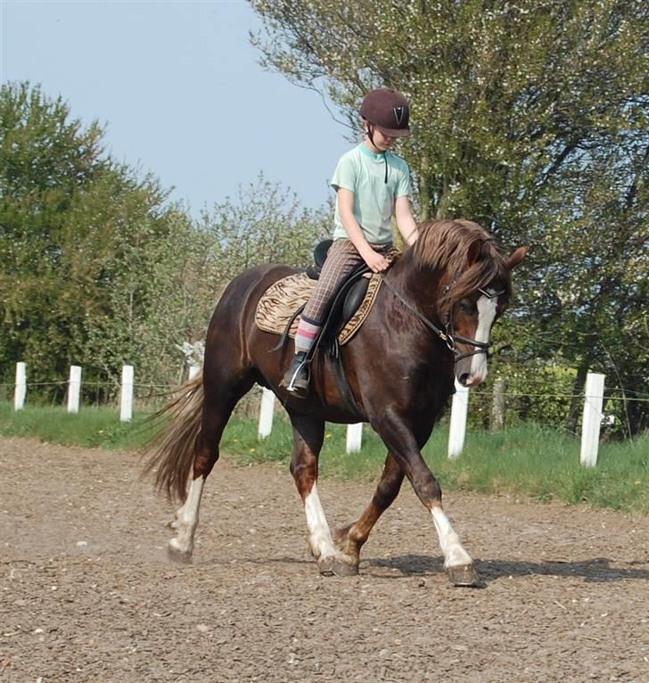 Welsh Pony af Cob-type (sec C) Maylie Selwyn kåret Hings - hans føl fra i år 07 billede 4