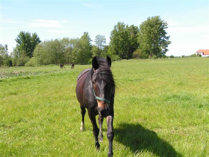 Holstener Ravel (flyttet) - Hej lille mor hvad laver du? ;-) han er enormt nysgerrig billede 9