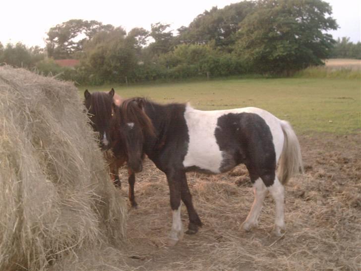 Shetlænder prins (solgt) billede 1