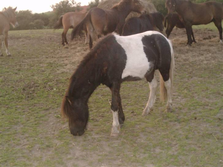 Shetlænder prins (solgt) billede 2