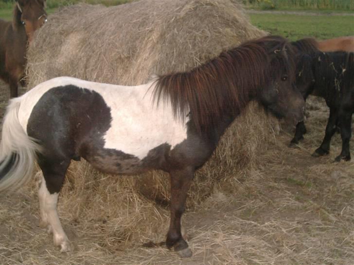Shetlænder prins (solgt) billede 3