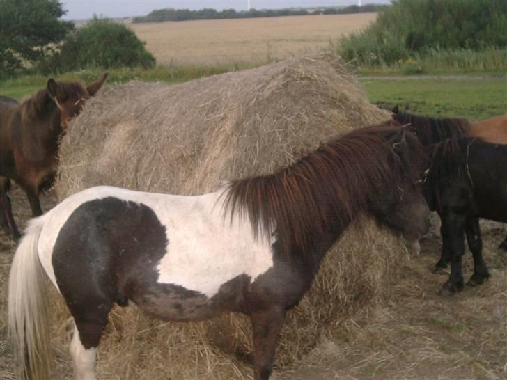 Shetlænder prins (solgt) billede 4