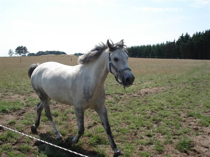 Welsh Pony af Cob-type (sec C) Figo - Figo kommer lige en tur og siger hej og spørger om han må komme med ind:) billede 2
