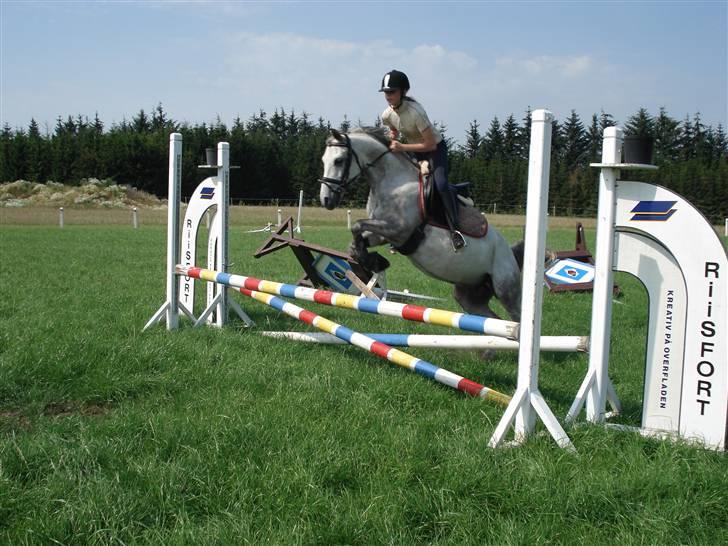 Welsh Pony af Cob-type (sec C) Figo - Figo med en anden rytter som tør at springe:) billede 3