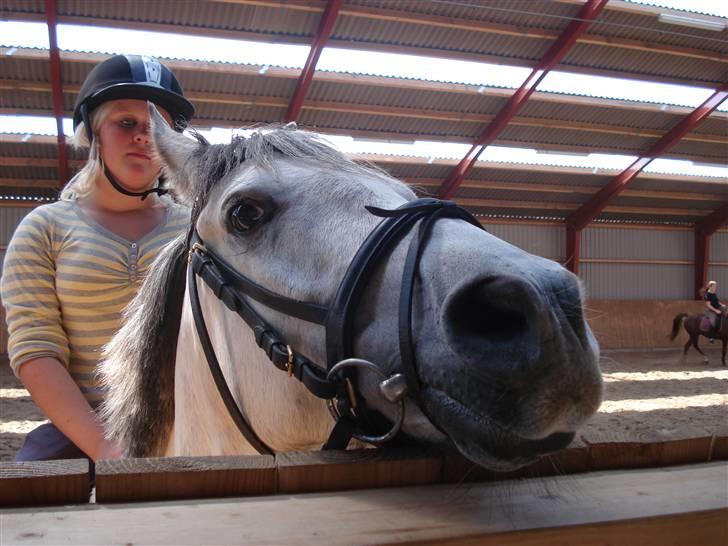 Welsh Pony af Cob-type (sec C) Figo - Figo siger lige hej til kameraret:) billede 5