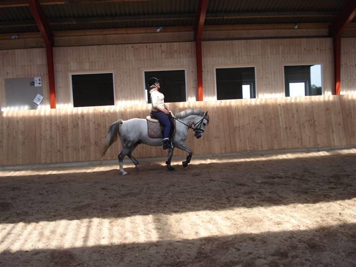 Welsh Pony af Cob-type (sec C) Figo - mere trav:/ billede 9