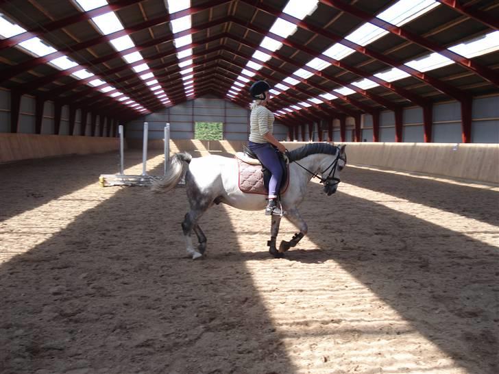 Welsh Pony af Cob-type (sec C) Figo - vi kan godt lide at trave:) ( han er bare rigtig svær at sidde på);( billede 11