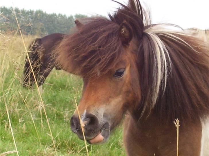 Hollandsk Miniature Eagel billede 1