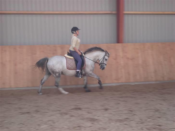 Welsh Pony af Cob-type (sec C) Figo - figo igang med sin gallop piuette:) gas det er bare gallop øvelser:) billede 12