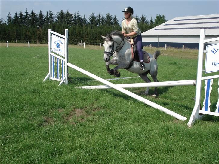 Welsh Pony af Cob-type (sec C) Figo - mig og figo springer vi tog også et andet spring der var jeg lige ved at falde af fordi han stoppede og hoppede til siden;D billede 13