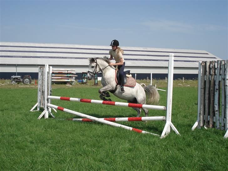 Welsh Pony af Cob-type (sec C) Figo - anne og figo tager sig lige et hop:) billede 14