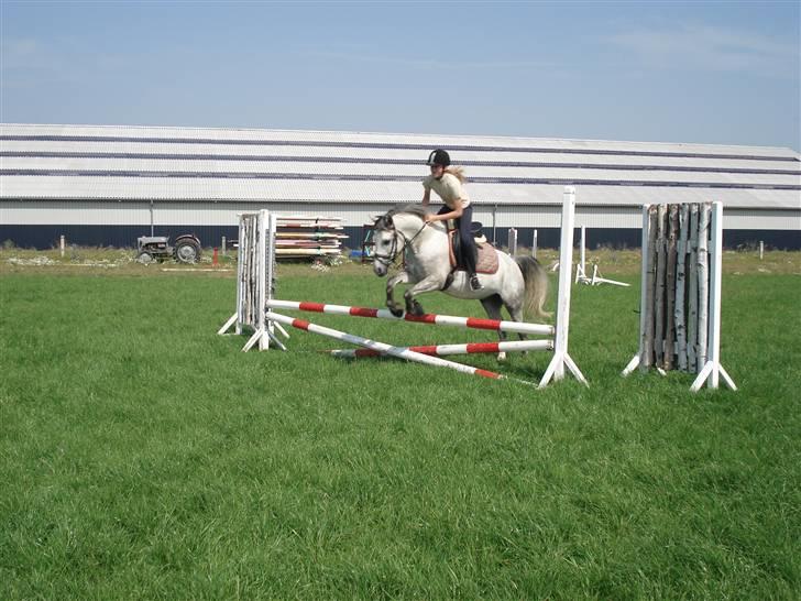 Welsh Pony af Cob-type (sec C) Figo - og lige et til:) billede 15