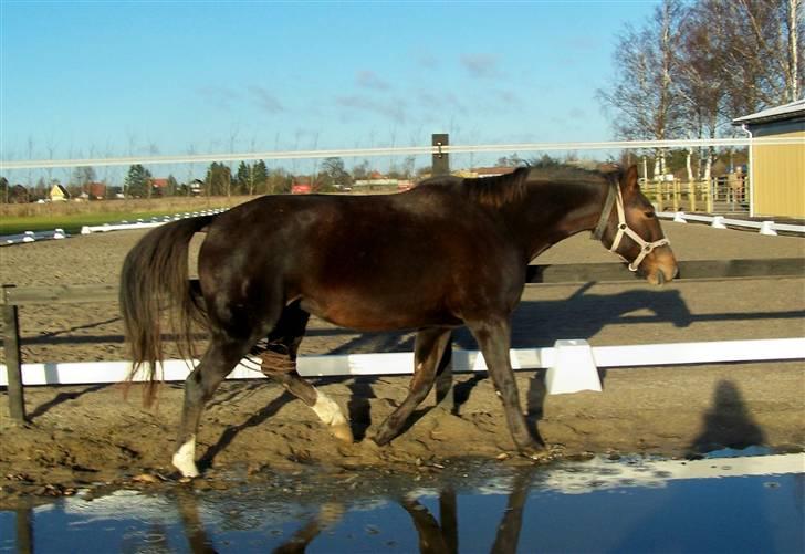 Dansk Varmblod Winzerkind  - vinterhest billede 11