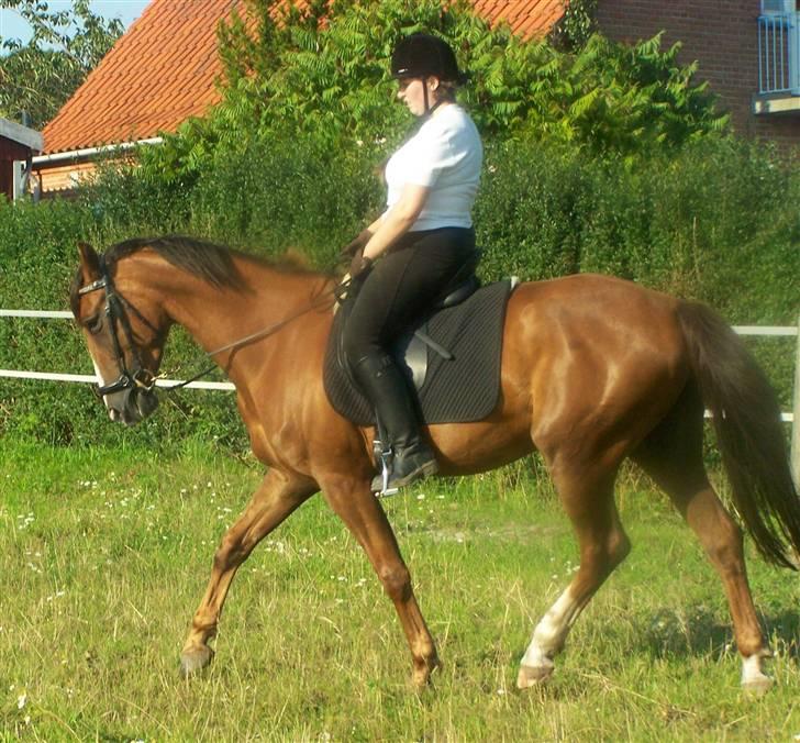 Dansk Varmblod Winzerkind  - ca 32 gang med rytter.. lige startet efter pause.. 16/7-07 billede 12