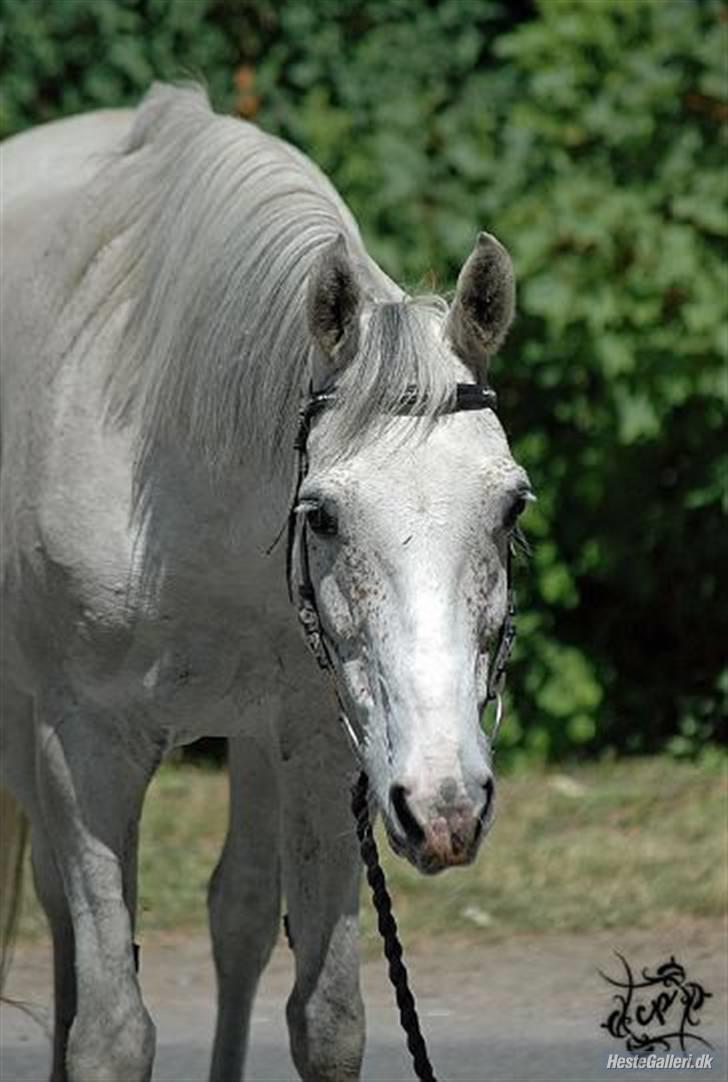 Shagya Araber (SH) *Cashew* - Charme og selvtillid. billede 3