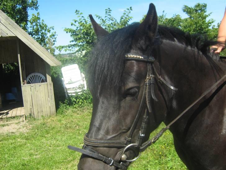 Anden særlig race Yasmin $ilke*solgt - 14: smukke<33 knap 3 år billede 14