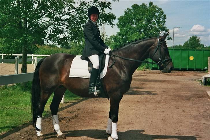 Trakehner Åkildens Verona *RIP - Efter stævne som gik rigtig godt. billede 9