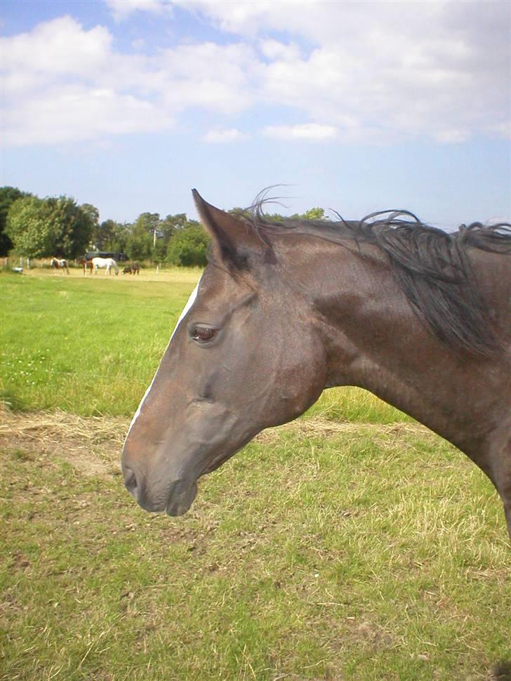 Anden særlig race Minella "Solgt" - Minella billede 7