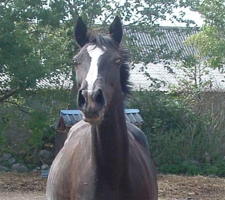 Anden særlig race Minella "Solgt" billede 8